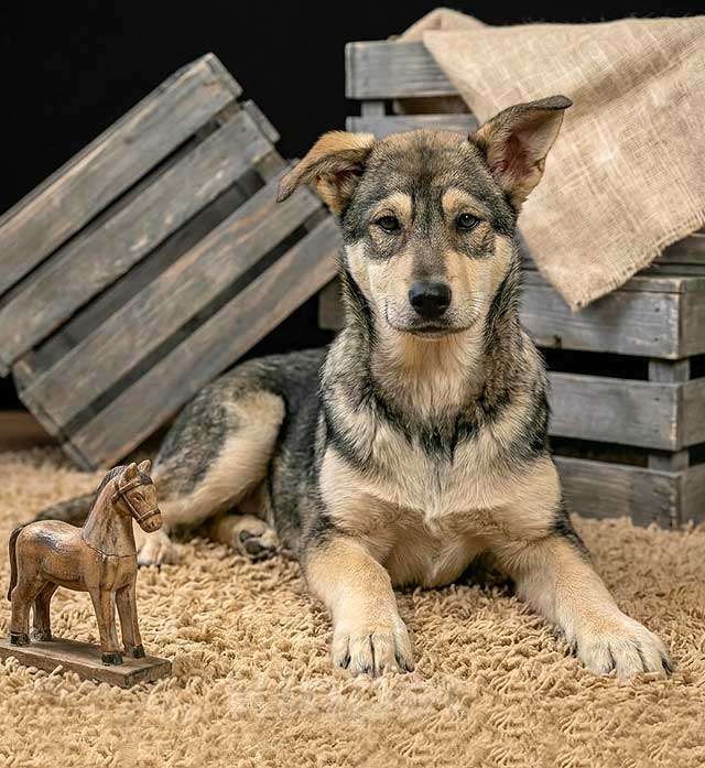 Собаки в Москве: Три щенячьх сердца ищут добрых хозяев Мальчик, Бесплатно - фото 3