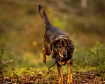 Собаки в Химках: Том ищет дом Мальчик, Бесплатно - фото 3