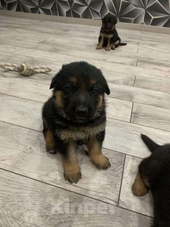 Собаки в других городах Краснодарского края: щенки немецкой овчарки Мальчик, 8 000 руб. - фото 9