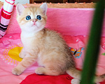 Кошки в Красноярске: Шотландский вислоухий короткошёрстный котёнок Разнополые, 35 000 руб. - фото 8