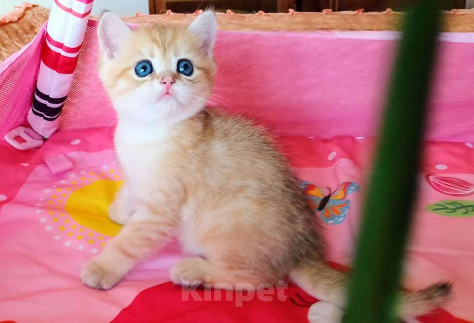 Кошки в Красноярске: Шотландский вислоухий короткошёрстный котёнок Разнополые, 35 000 руб. - фото 8