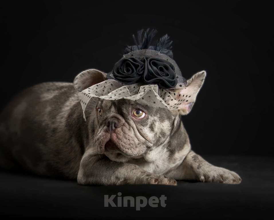 Собаки в Брянске: Пеппа Девочка, 120 000 руб. - фото 2