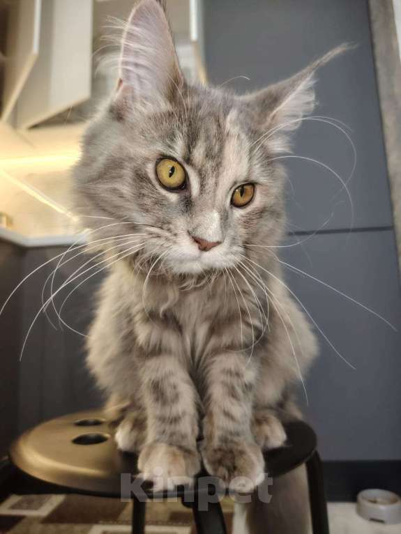 Кошки в Мурином: Прелестная девочка мейн-кун  Девочка, 22 000 руб. - фото 4