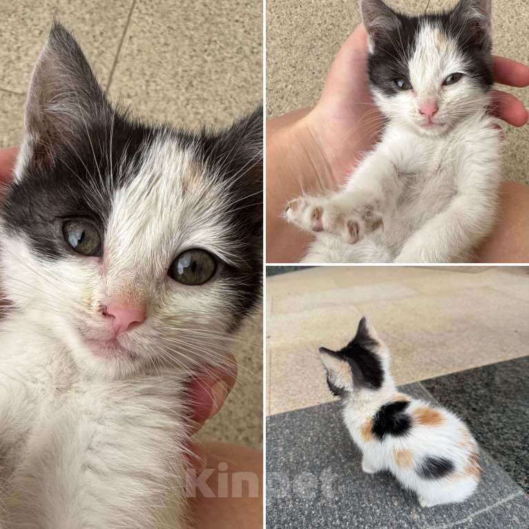 Кошки в Пятигорске: Отдам кошечку в добрые руки Девочка, Бесплатно - фото 3