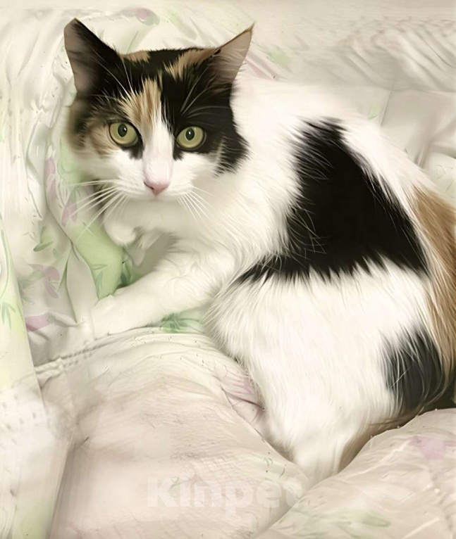 Кошки в Санкт-Петербурге: Некуда деваться Тосеньке  Девочка, Бесплатно - фото 1