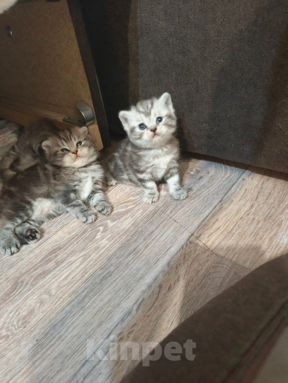 Кошки в Казани: Шотландский котёнок Мальчик, 5 000 руб. - фото 3