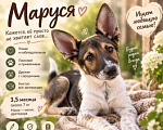 Собаки в Ростове-на-Дону: щенок Маруся в добрые руки Девочка, Бесплатно - фото 4