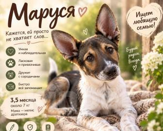 Собаки в Ростове-на-Дону: щенок Маруся в добрые руки Девочка, Бесплатно - фото 4