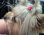 Собаки в Москве: Найдена собака в Новой Риге (ТЦ Твой Дом) Девочка, Бесплатно - фото 1