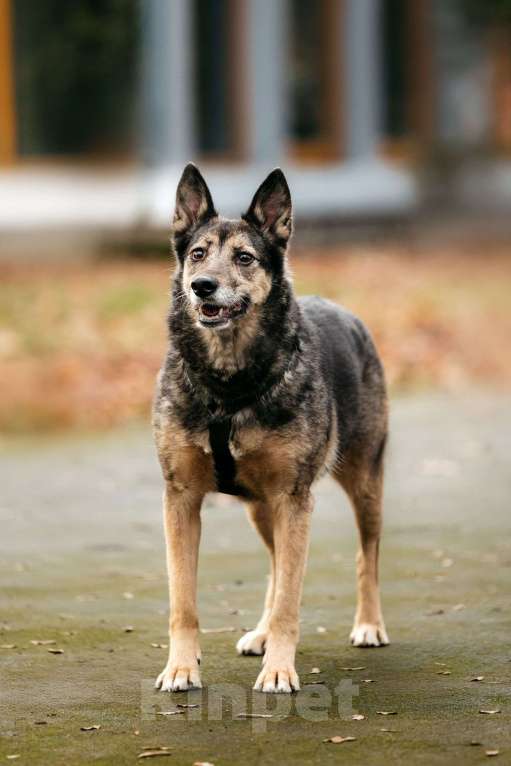 Собаки в Москве: Удивительная Текила ищет дом Девочка, Бесплатно - фото 5