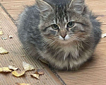 Кошки в Истре: Котята в добрые руки Мальчик, 1 руб. - фото 2