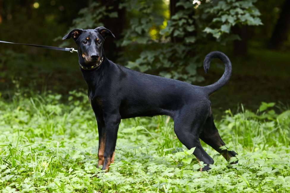 Собаки в Москве: Щенок добермана в добрые руки! Девочка, Бесплатно - фото 3