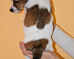 Собаки в Перми: Щенок породы Джек Рассел терьер Девочка, 33 000 руб. - фото 3