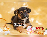 Собаки в Москве: Красивые щенки в дар, Бесплатно - фото 5