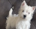 Собаки в Москве: Вест хайленд уайт терьер Мальчик, 50 000 руб. - фото 4