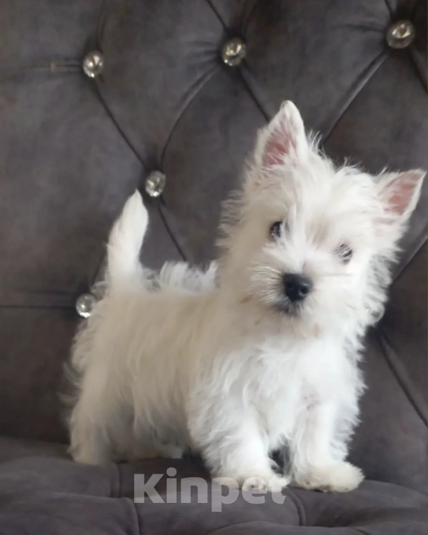 Собаки в Москве: Вест хайленд уайт терьер Мальчик, 50 000 руб. - фото 4