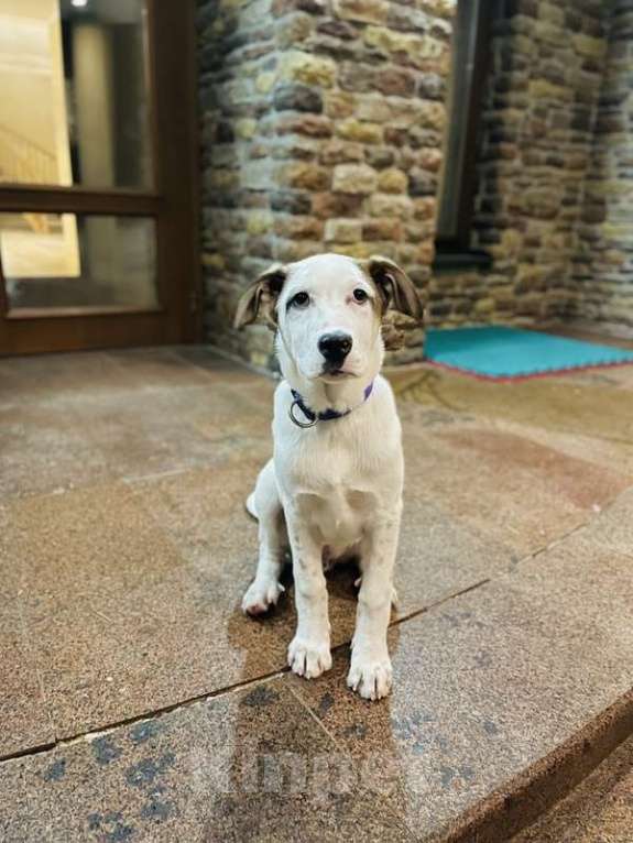 Собаки в Москве: Белый щенок Серкан в добрые руки Мальчик, 1 руб. - фото 10