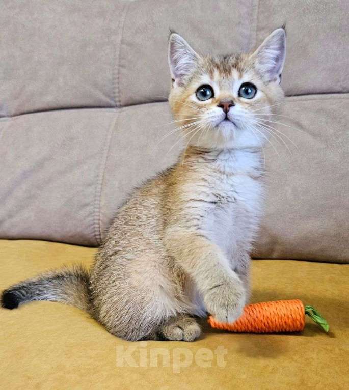 Кошки в Владимире: Шотландский котёнок мальчик Мальчик, Бесплатно - фото 2