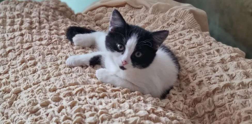 Кошки в Санкт-Петербурге: Девочка 2,5 мес хороший характер Девочка, Бесплатно - фото 1