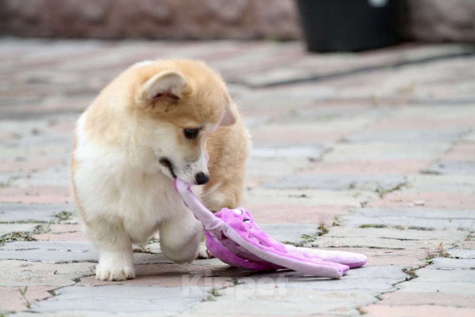 Собаки в Москве: Вельш корги пемброк Девочка, 40 000 руб. - фото 9