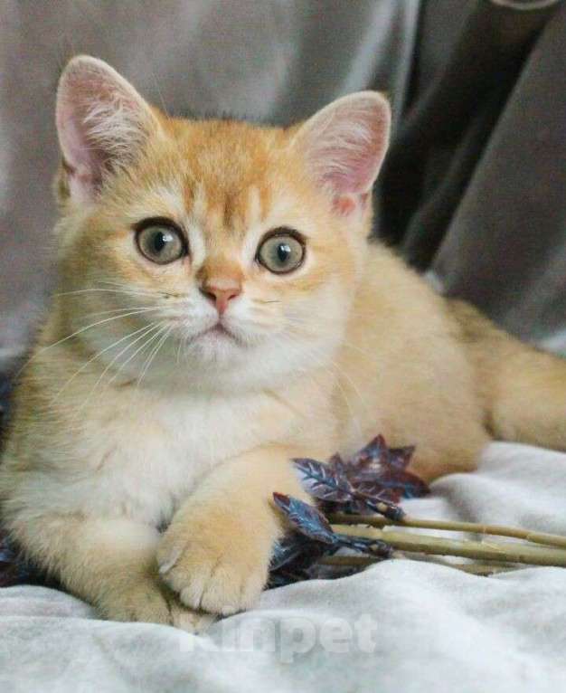 Кошки в Краснодаре: Шотландкая золотая шиншилла МАЛЬЧИК  окрас ny11 Мальчик, Бесплатно - фото 3