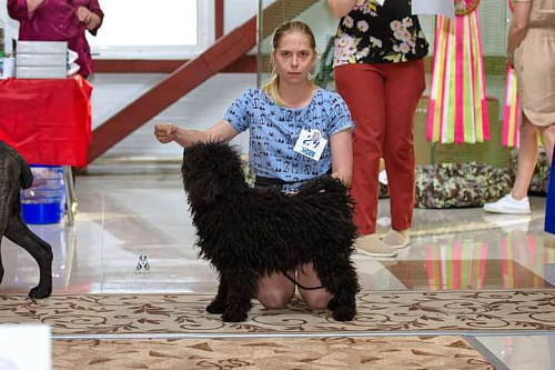 Объявление: Подрощенный щенок Пули , 40 000 руб., Хабаровск