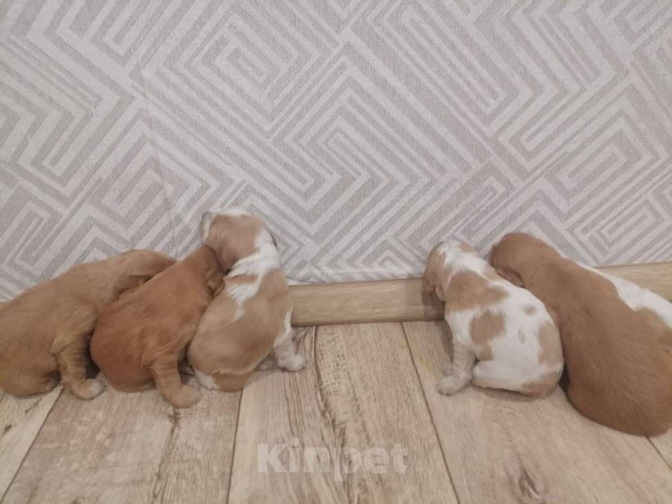 Собаки в Тобольске: Продам спаниеля  Мальчик, 10 000 руб. - фото 3