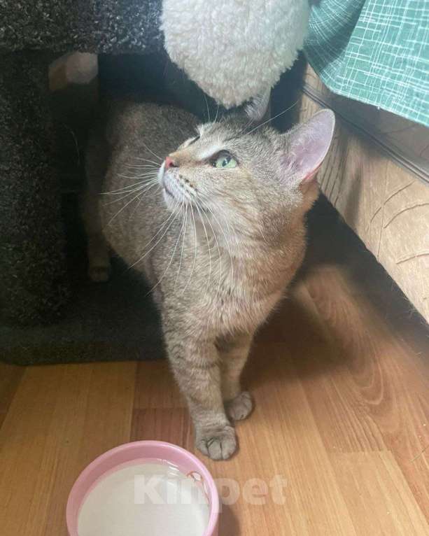 Кошки в Москве: Пухле грозит улица Девочка, Бесплатно - фото 3