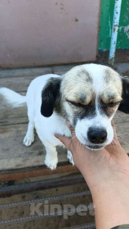 Собаки в Москве: Маленькая собачка в добрые руки Девочка, Бесплатно - фото 3