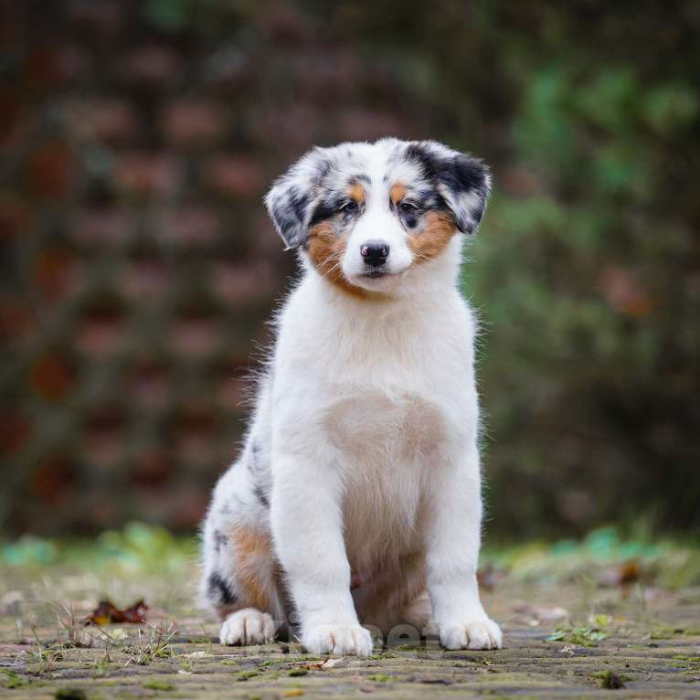 Собаки в Звенигороде: Щенки австралийской овчарки   Мальчик, 90 000 руб. - фото 8