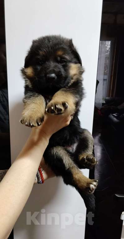 Собаки в Узловой: Щенки немецкой овчарки. Мальчик, 25 000 руб. - фото 2