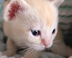 Кошки в Ростове-на-Дону: Котик европейской Бурмы Мальчик, Бесплатно - фото 1