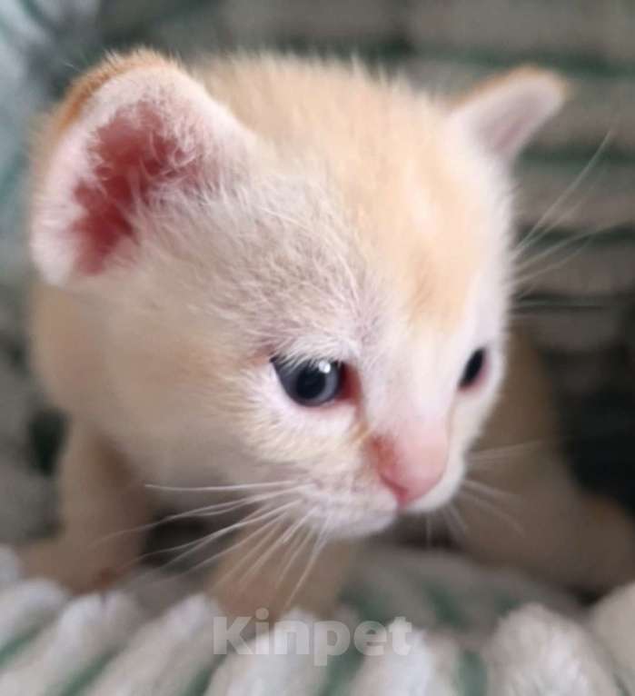 Кошки в Ростове-на-Дону: Котик европейской Бурмы Мальчик, Бесплатно - фото 1
