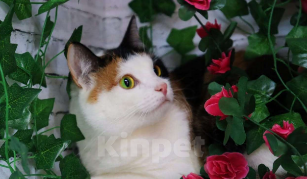 Кошки в Москве: Марфа и Гоша в поисках семьи  Мальчик, Бесплатно - фото 2