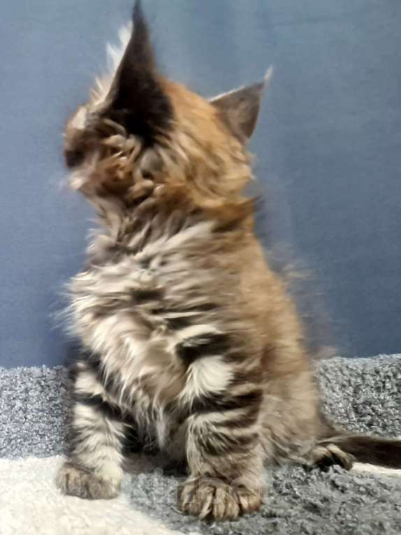 Кошки в других городах Ярославской области: Мейн кун девочка Девочка, Бесплатно - фото 3