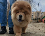 Собаки в Екатеринбурге: Щенок чау чау Мальчик, Бесплатно - фото 1
