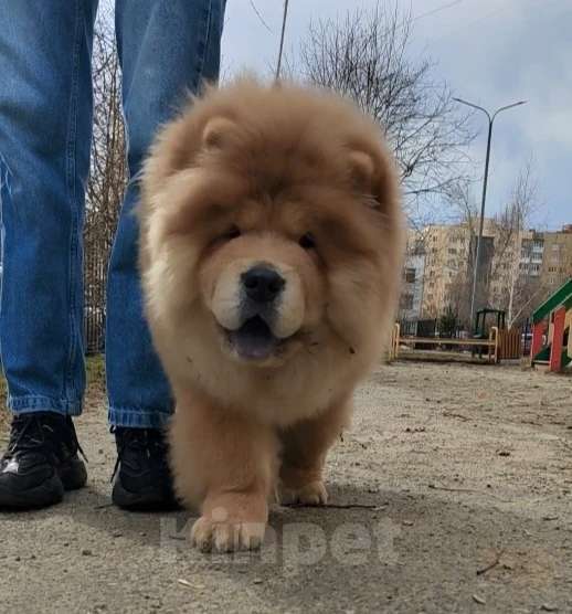 Собаки в Екатеринбурге: Щенок чау чау Мальчик, Бесплатно - фото 1