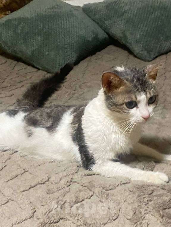 Кошки в других городах Московской области: Кошки в добрые руки Девочка, Бесплатно - фото 6