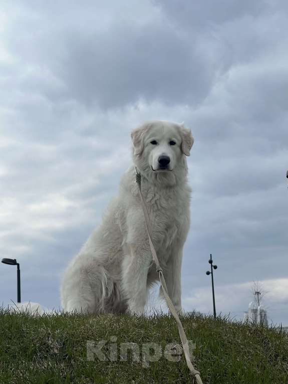 Собаки в Москве: В добрые и надежные руки итальянская овчарка  Девочка, Бесплатно - фото 1