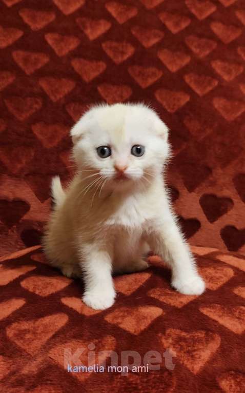 Кошки в Санкт-Петербурге: Шотландские котята с документами Мальчик, Бесплатно - фото 1