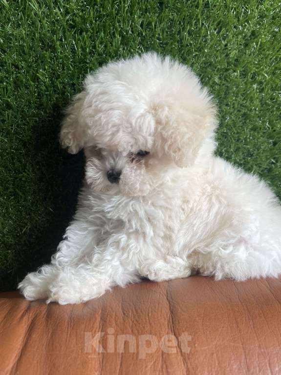 Собаки в Ижевске: Бишон микро Китай с родословной  Мальчик, 250 000 руб. - фото 3