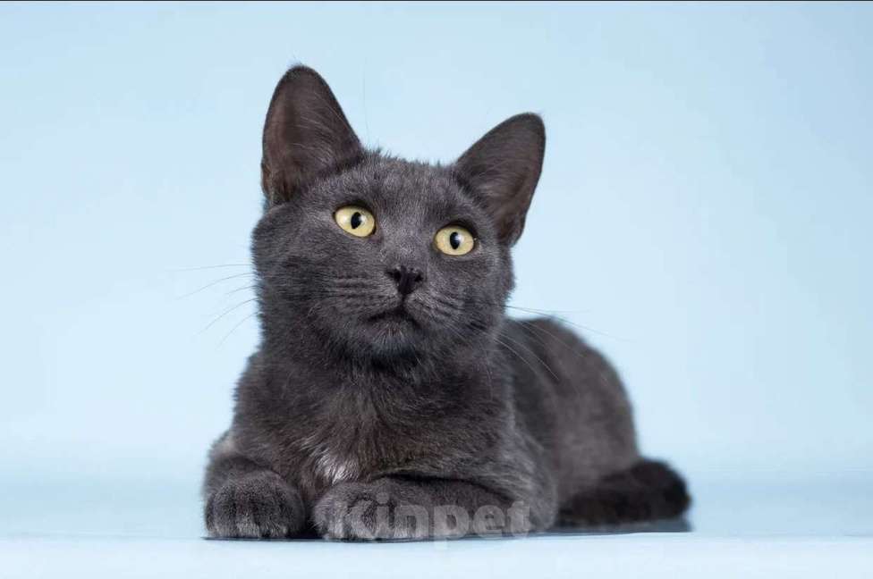 Кошки в Москве: АЛИСА ИЩЕТ ДОМ Девочка, Бесплатно - фото 2