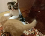 Кошки в Краснодаре: кошечка красавица Девочка, 5 000 руб. - фото 5