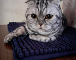 Кошки в Видном: отдам в добрые руки кошечку🐾 Девочка, 1 руб. - фото 5