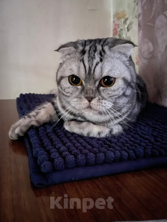 Кошки в Видном: отдам в добрые руки кошечку🐾 Девочка, 1 руб. - фото 5