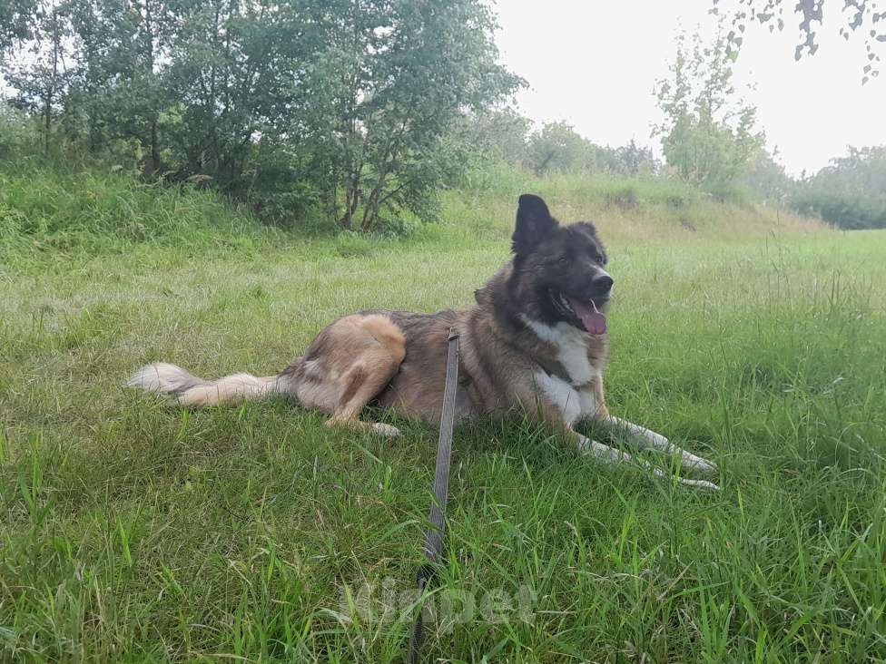 Собаки в Москве: Артем Мальчик, Бесплатно - фото 3