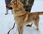 Собаки в Москве: Шикарный парень Майор в добрые руки! Мальчик, Бесплатно - фото 8