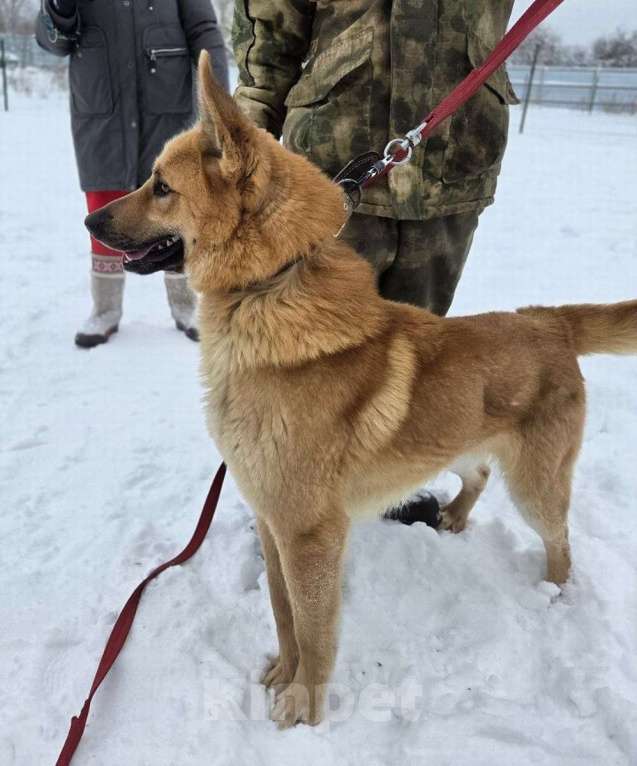Собаки в Москве: Шикарный парень Майор в добрые руки! Мальчик, Бесплатно - фото 8