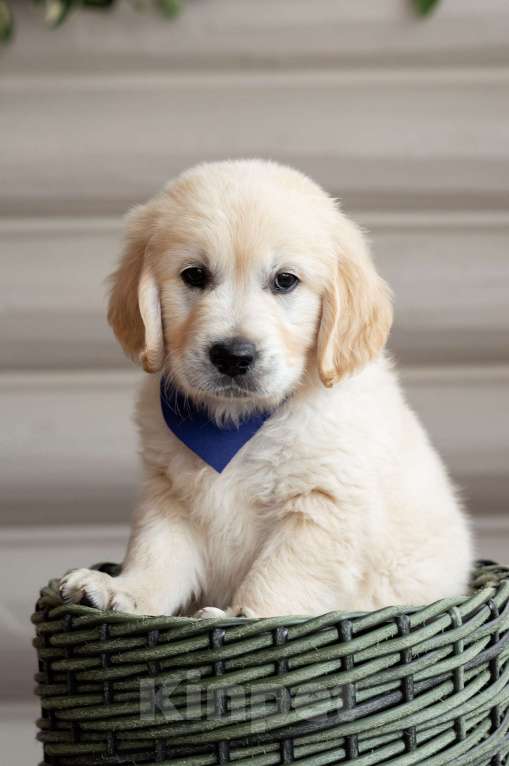 Собаки в Магнитогорске: Щенки золотистого ретривера Мальчик, 50 000 руб. - фото 9