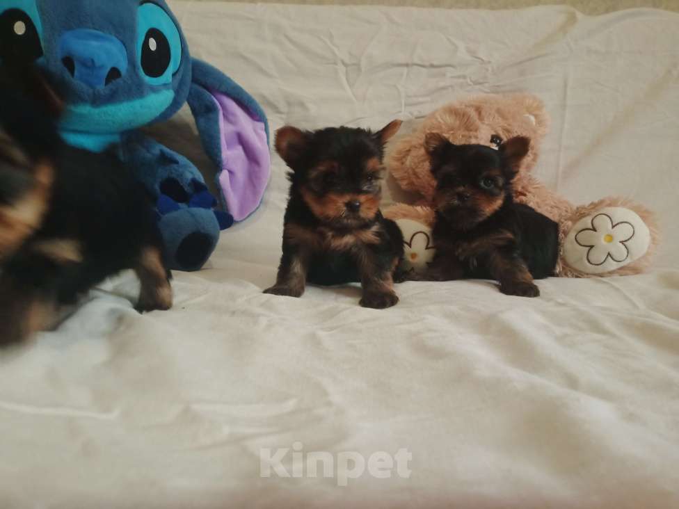 Собаки в Челябинске: Щенки йоркшеркого терьера Девочка, 25 000 руб. - фото 2